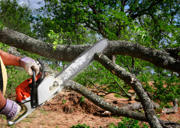 Best Tree Removal Contractors  in USA